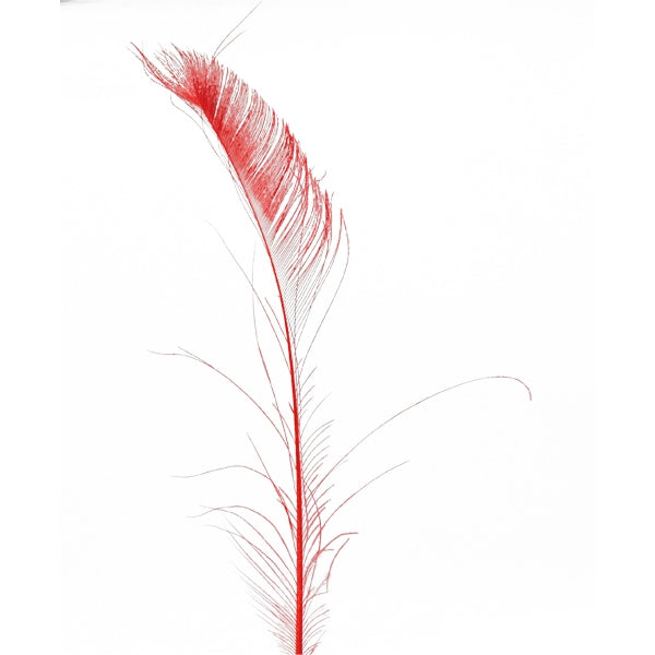 Peacock Feather, 25-30cm