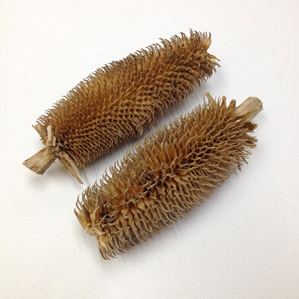 Arbee Brush Cones- 2pk