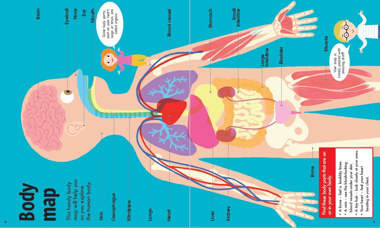 Factivity Vol. 2 Book & Jigsaw, The Human Body