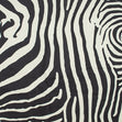 Cotton Duck Fabric, Zebra- Width 140cm