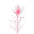 Peacock Feather, Pink- 25-30cm