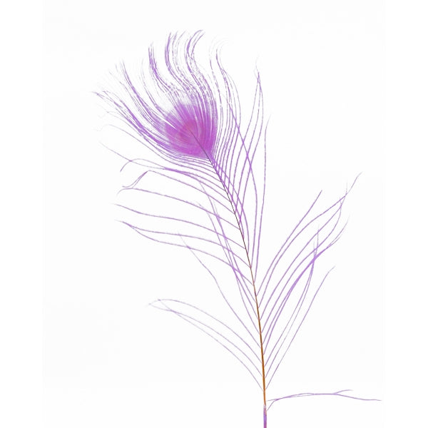 Peacock Feather, Purple- 25-30cm