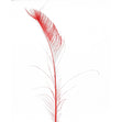 Peacock Side Feather, Red- 25-30cm