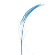 Peacock Side Feather, Blue- 25-30cm