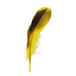 Duck Feather, Yellow & Black- 13cm