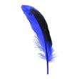 Duck Feather, Royal & Black- 13cm
