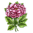 Vintage Blooms Stamp and Colour Set, Peony- 5pc