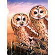 Royal Langnickel Junior Paint By Number Small, Tawny Owls- 8.75x11.75"