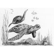 Royal Langnickel Sketching Made Easy, Sea Turtles- 5x7"