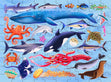 Junior Jigsaw Puzzle, Explore 24: Sea Creatures