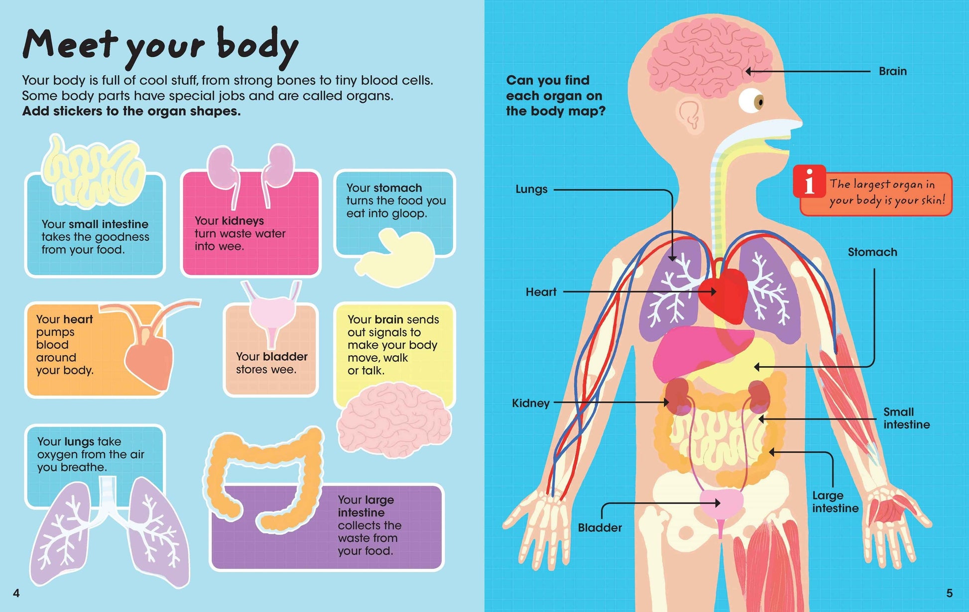 Factivity Bubble Sticker Activity Vol. 2, Human Body