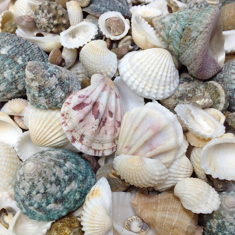 Arbee Assorted Sea Shells